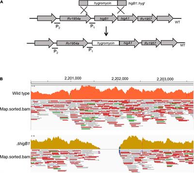 HigB1 Toxin in Mycobacterium tuberculosis Is Upregulated During Stress and Required to Establish Infection in Guinea Pigs